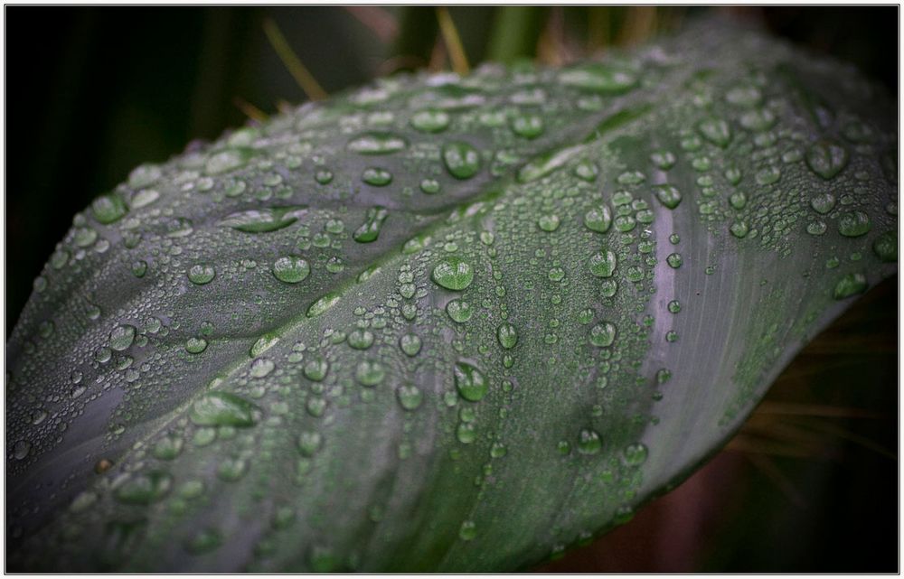 2010-01-20-Botanischer-Garten-143