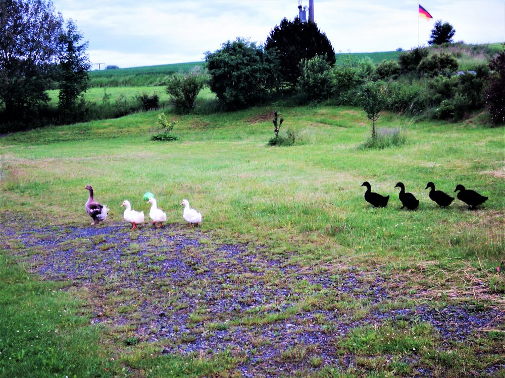 2010 0617  Wie dazumal : ARCHIV  Im Gänse ( Enten-) Marsch