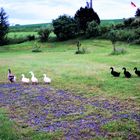 2010 0617  Wie dazumal : ARCHIV  Im Gänse ( Enten-) Marsch