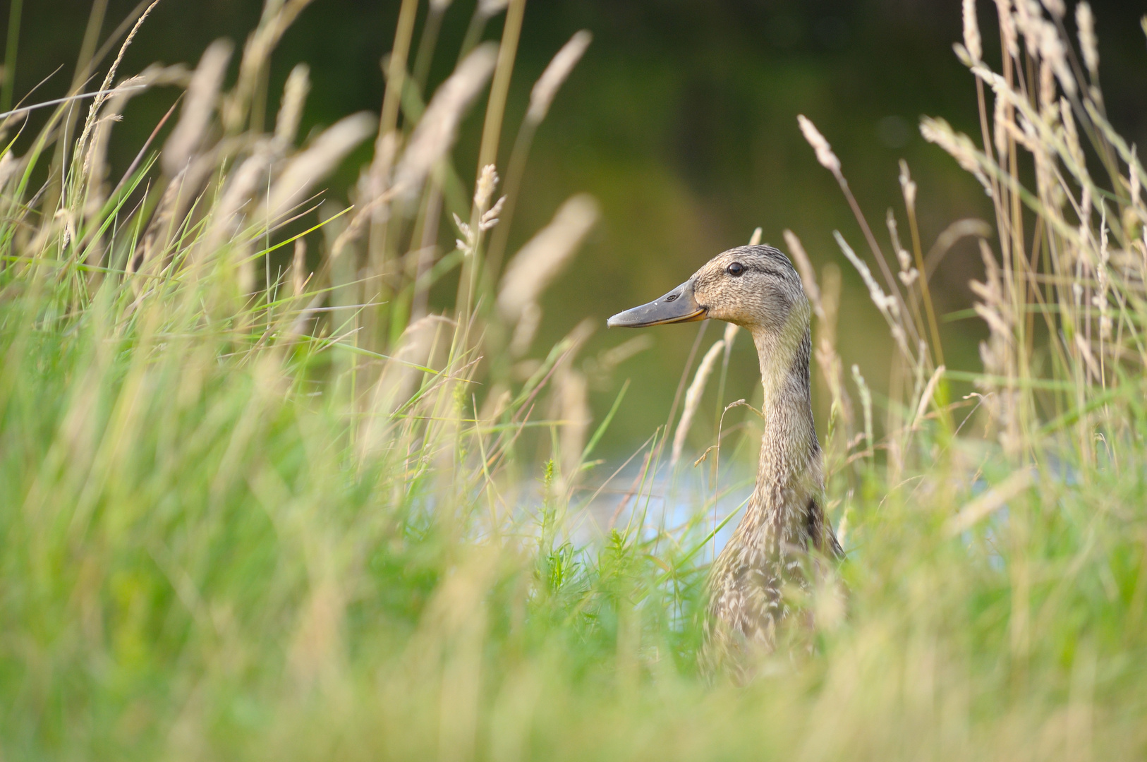 2010-07-18 Ente gut - Alles gut