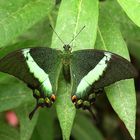 2010-08-11; Schmetterling