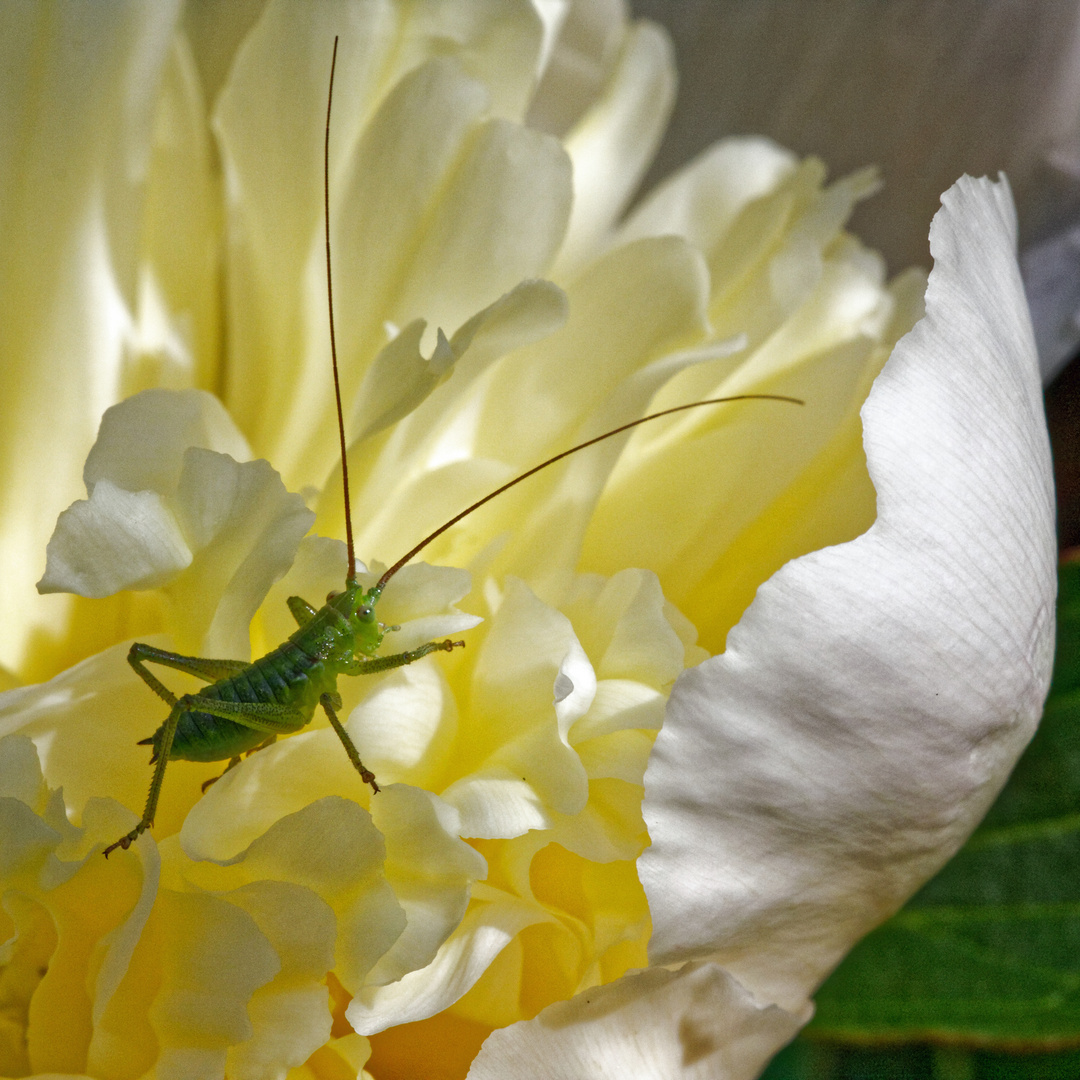 2010_ Grille auf Pfingstrosenblüte_2248