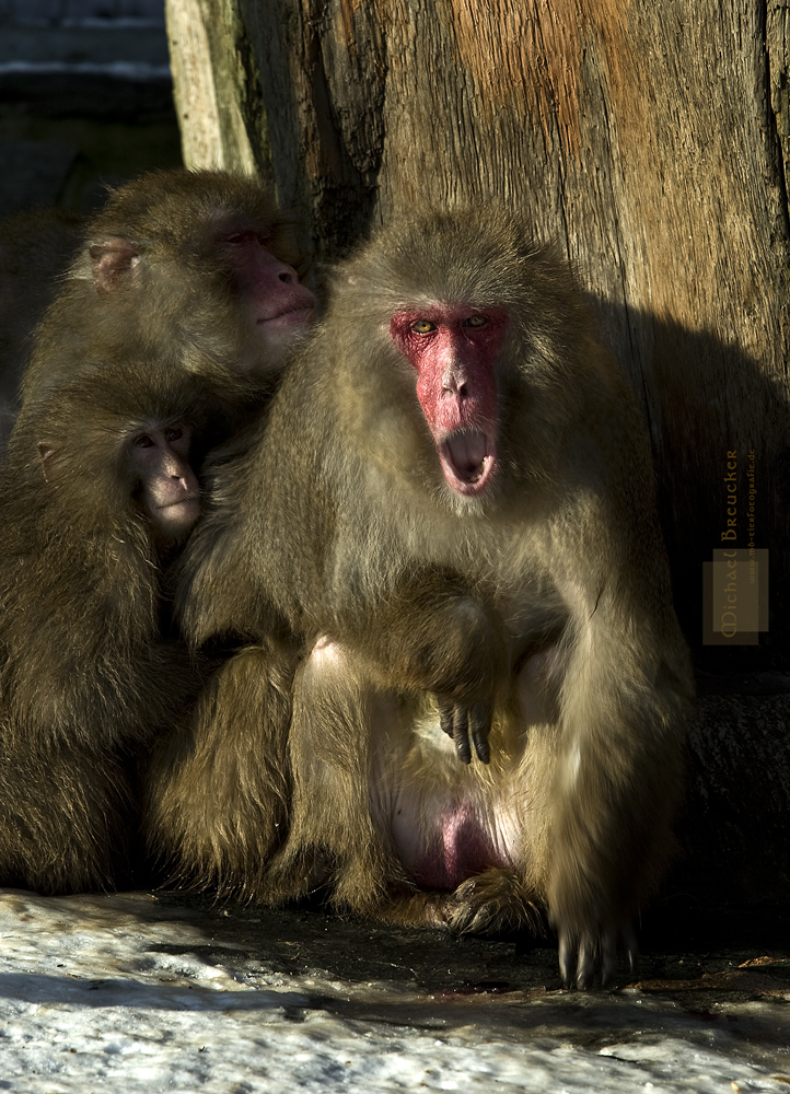 ~~ 2010 OpelZoo ~~