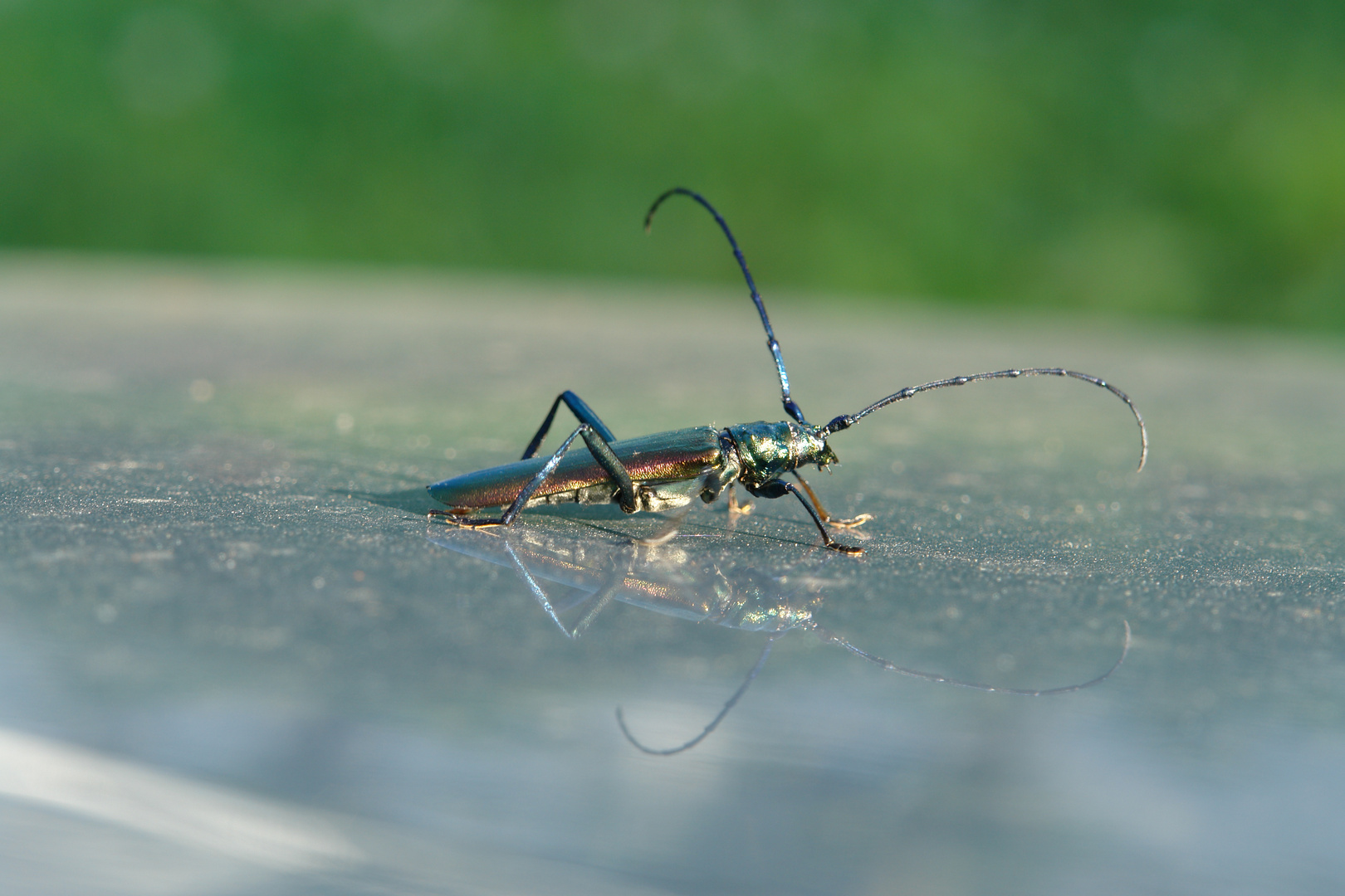 20100801_173330_CZ_bug