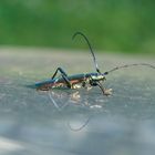 20100801_173330_CZ_bug