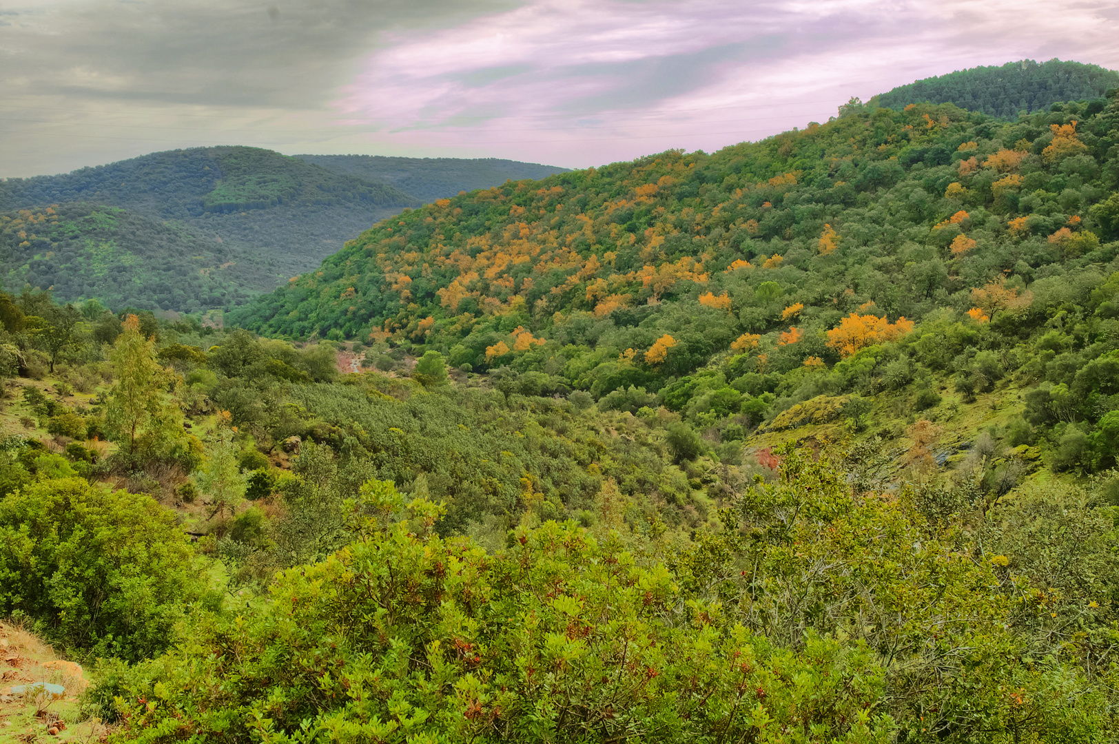 2011 AÑO INTERNACIONAL DE LOS BOSQUES.