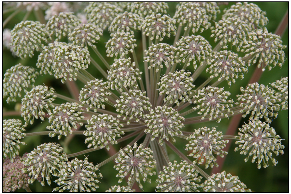 2011 Fiss (Tirol) - Blüte am Wegesrand