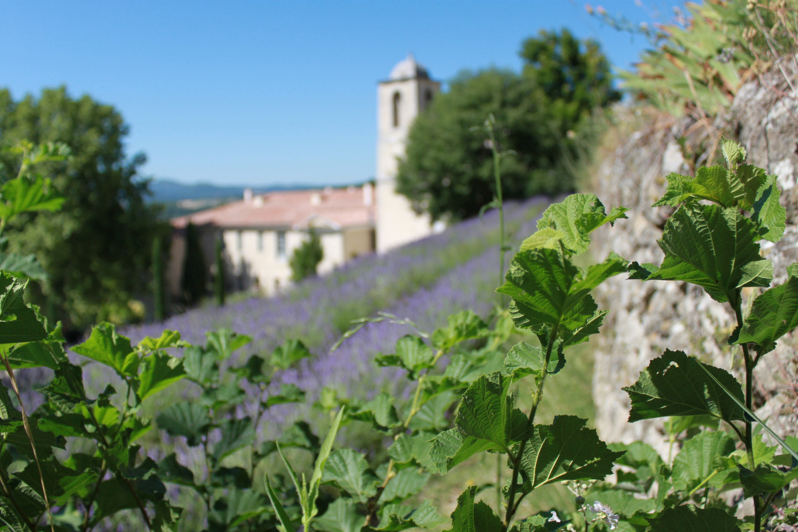 2011 Le Couvent des Minimes - Mane