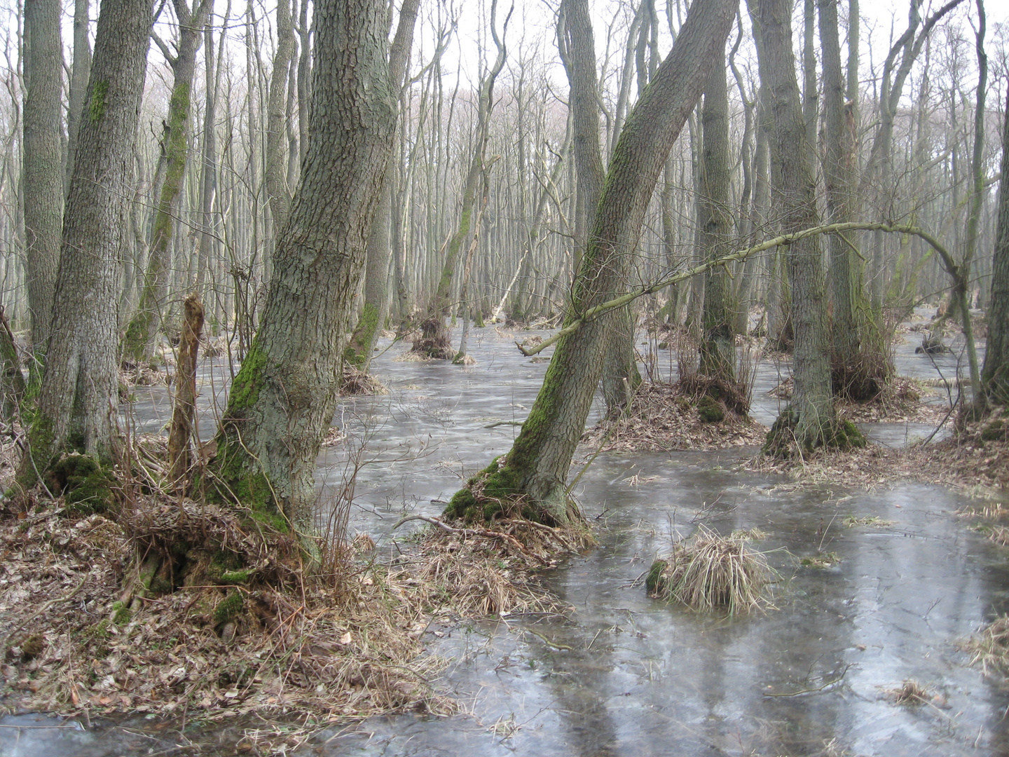 2011 Winterurlaub auf Darss, Eisflächen im Wald