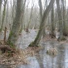 2011 Winterurlaub auf Darss, Eisflächen im Wald