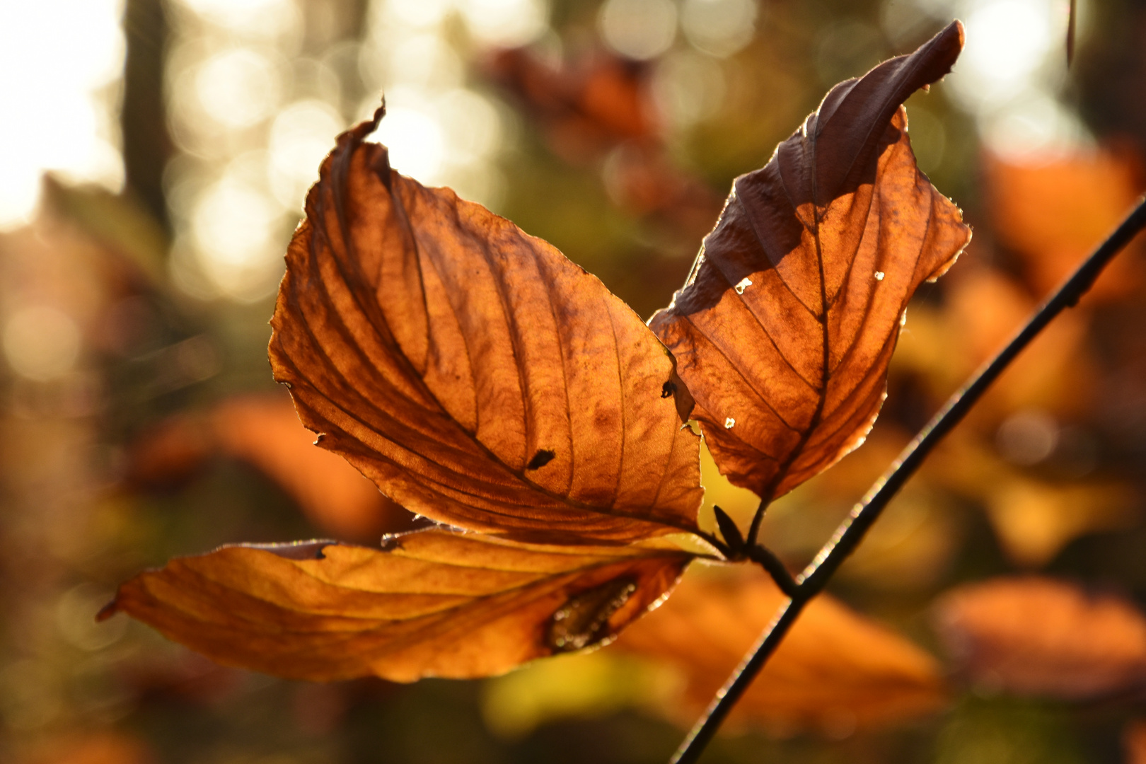 201104 - Herbstfeuer