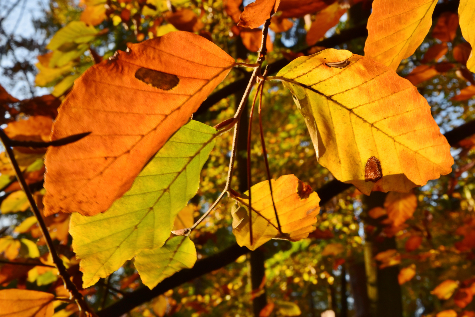 201104 - Herbstfeuer II