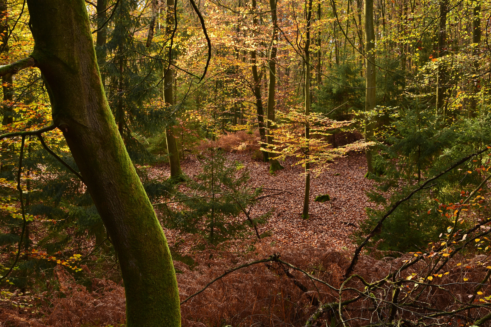 201104 - Zauberwald