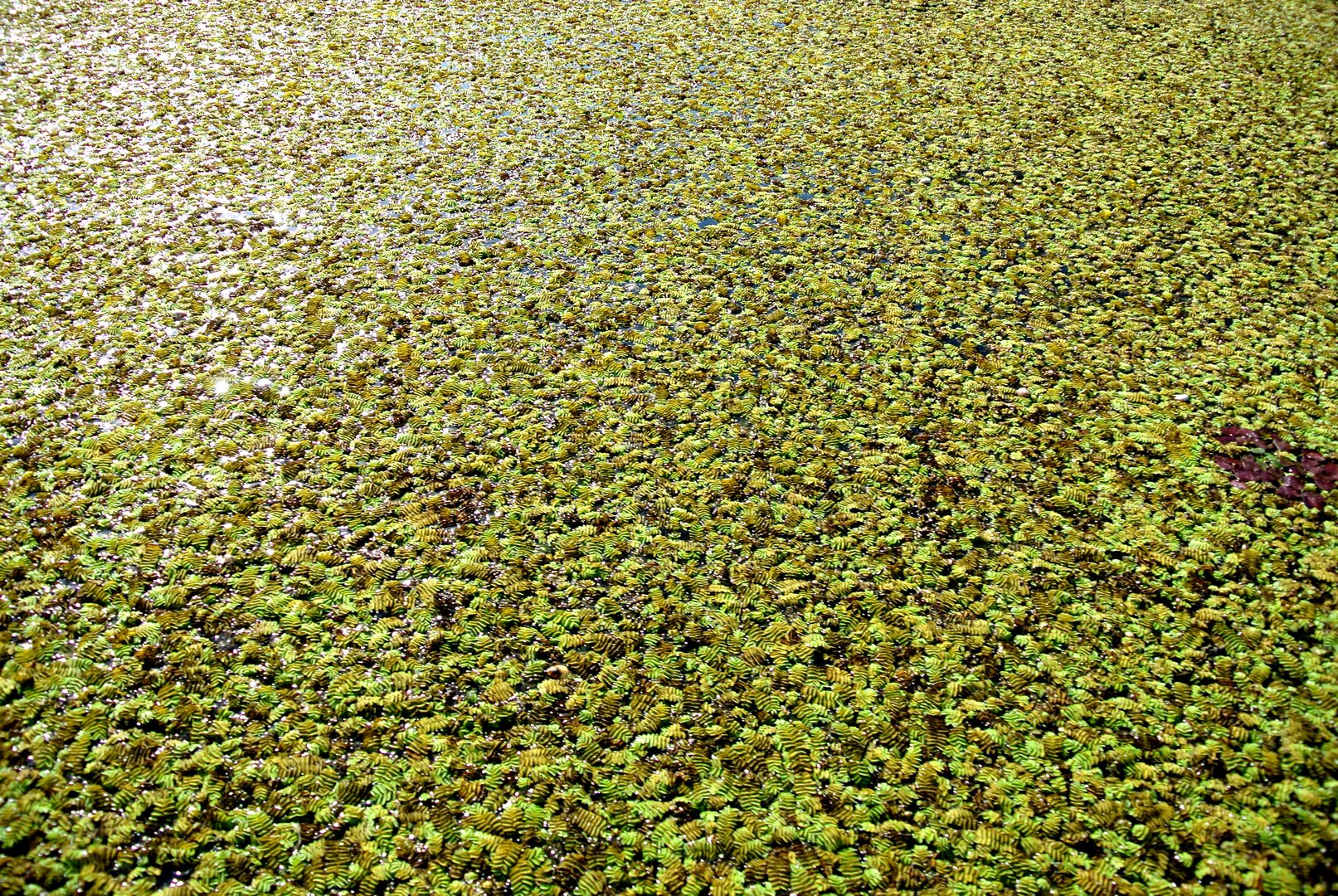 2012-10-02 - Wasserpflanzen im rumänischen Donau-Delta