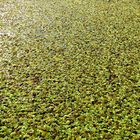 2012-10-02 - Wasserpflanzen im rumänischen Donau-Delta