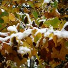 2012-10-28; Herbst und Winter