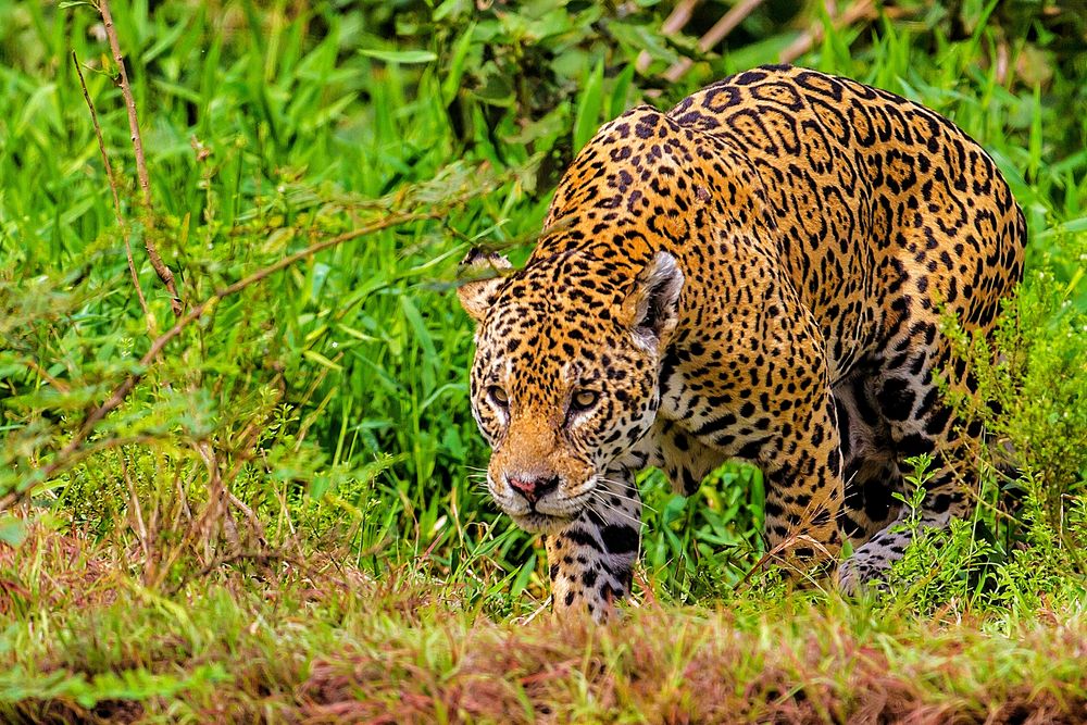 2012-Best-off_Jaguar-Pantanal_WLF von Norbi Hess 