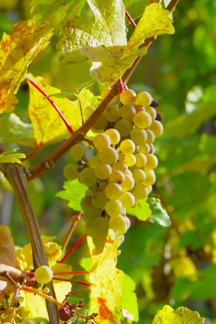 2012 ein guter Jahrgang an der Mosel