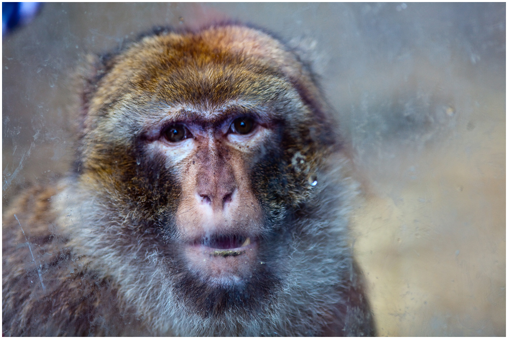 2012 @Opelzoo hinter dem Glas