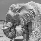 20121025-Etosha