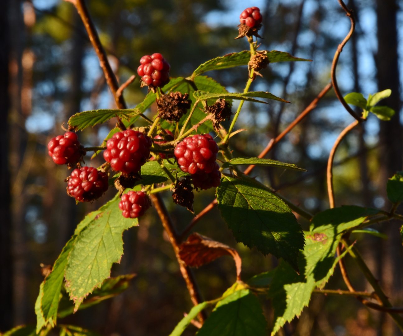 201219 - Brombeeren im Advent I