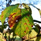 201219 - Brombeeren im Advent II