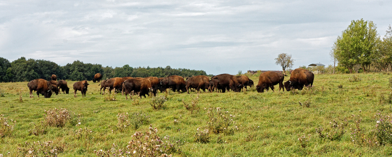 2012_Bisonherde in Wermsdorf_6923