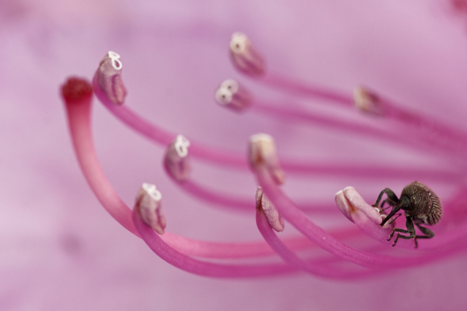 2012_Details einer Rhododendrenblüte mit Gast_5560