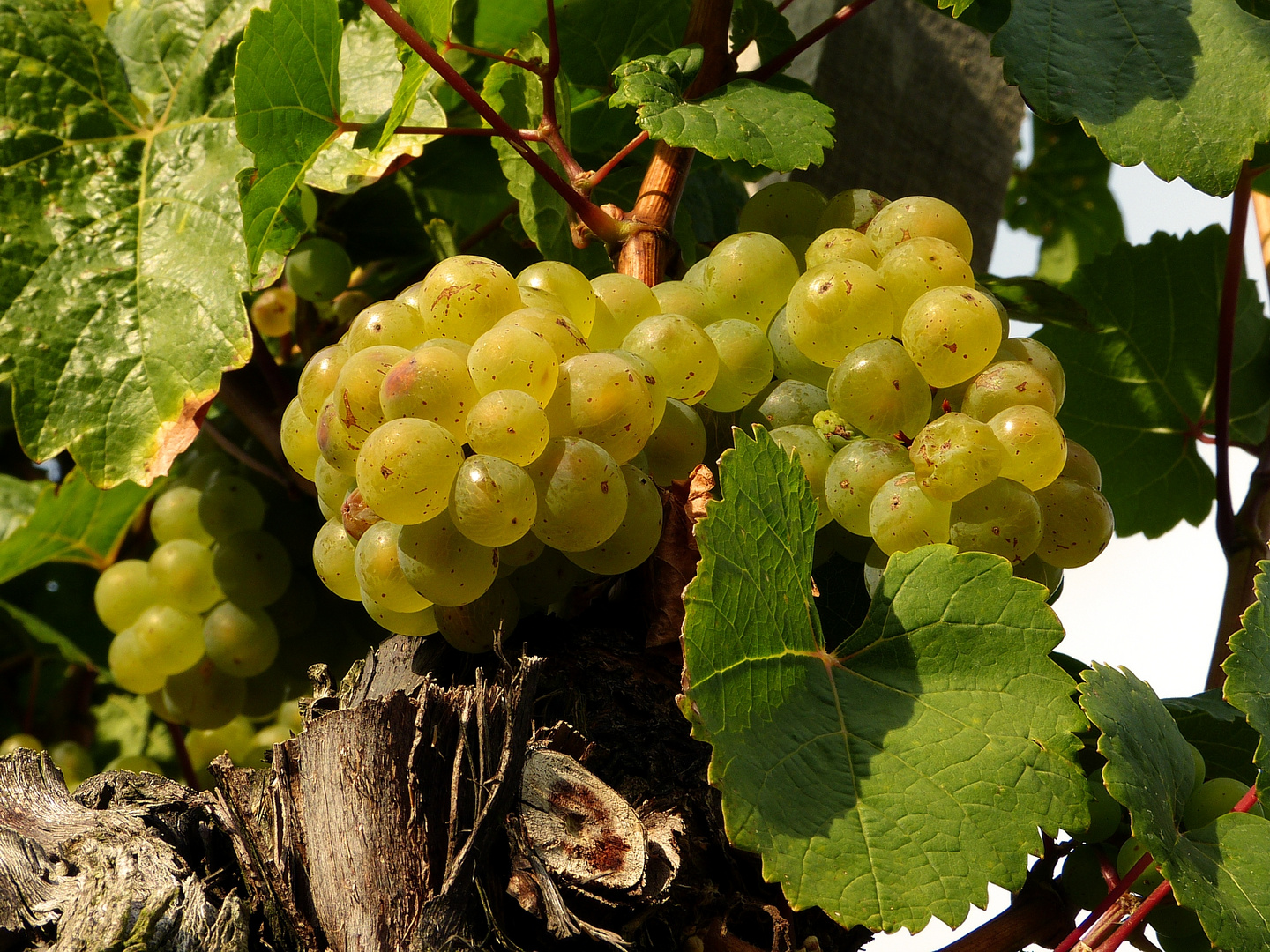 2012er - Würzburger Stein - Riesling - kurz vor der Lese