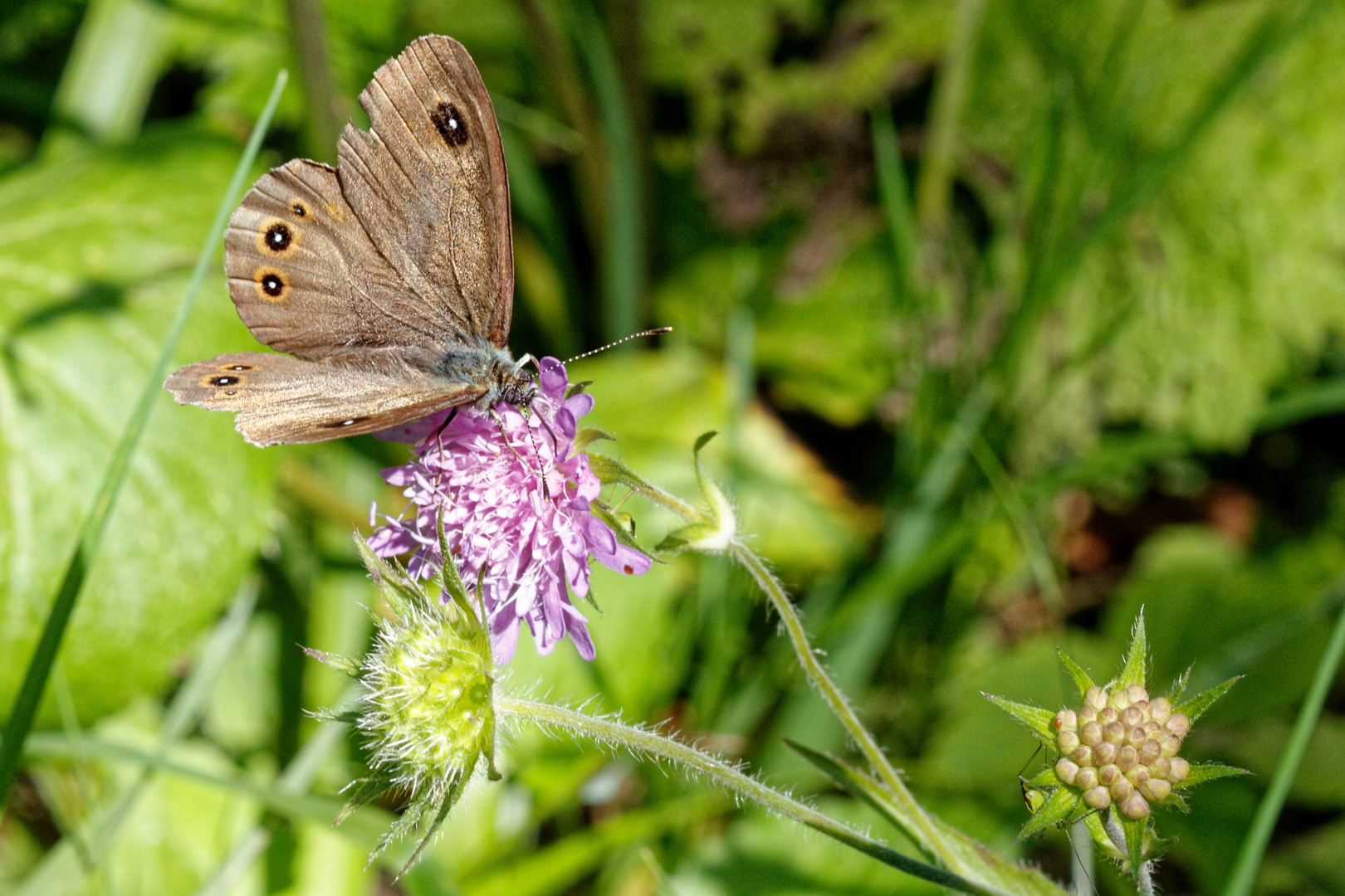 2012_In den Nockbergen - Braunauge_6515