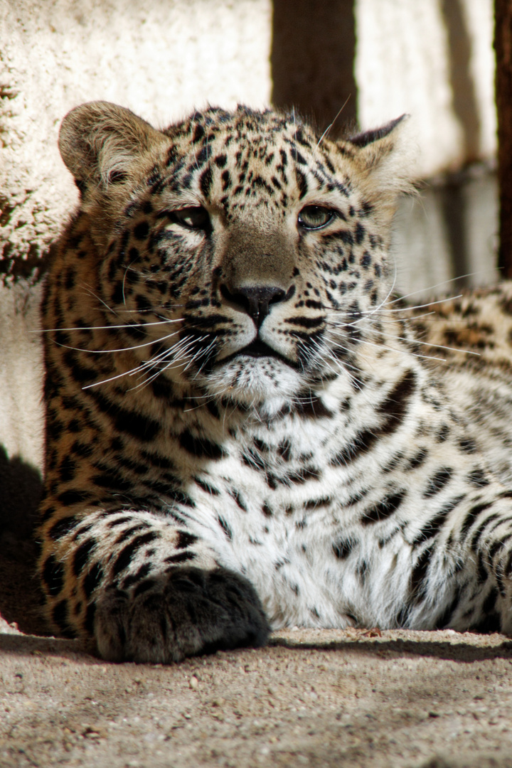 2012_Leopard Tierpark Chemnitz_4434