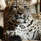 2012_Leopard Tierpark Chemnitz_4434