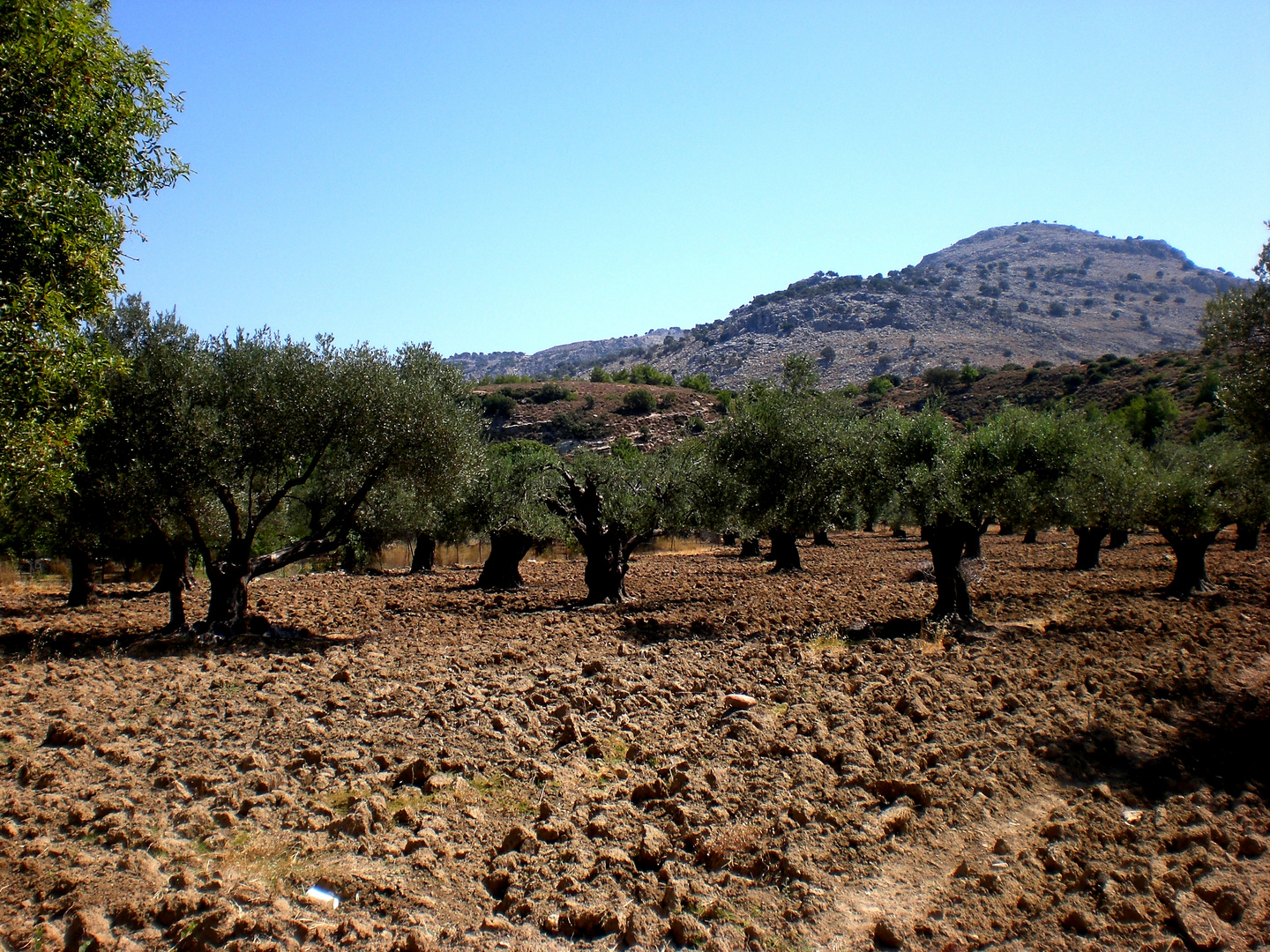 2013-02_Olivenhain bei Lardos