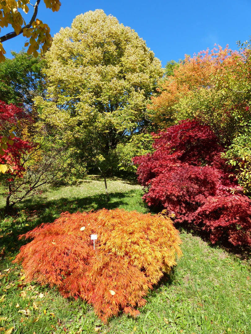 2013-10-19; Tübingen; Botanischer Garten