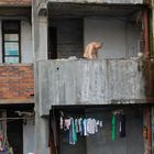 2013 Chengdu: Balkone