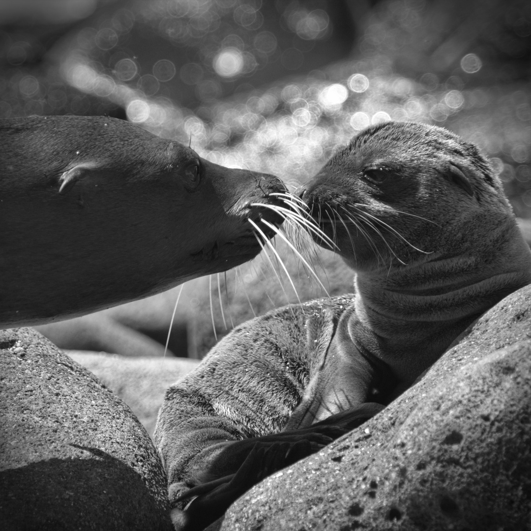 2013 Galapagos