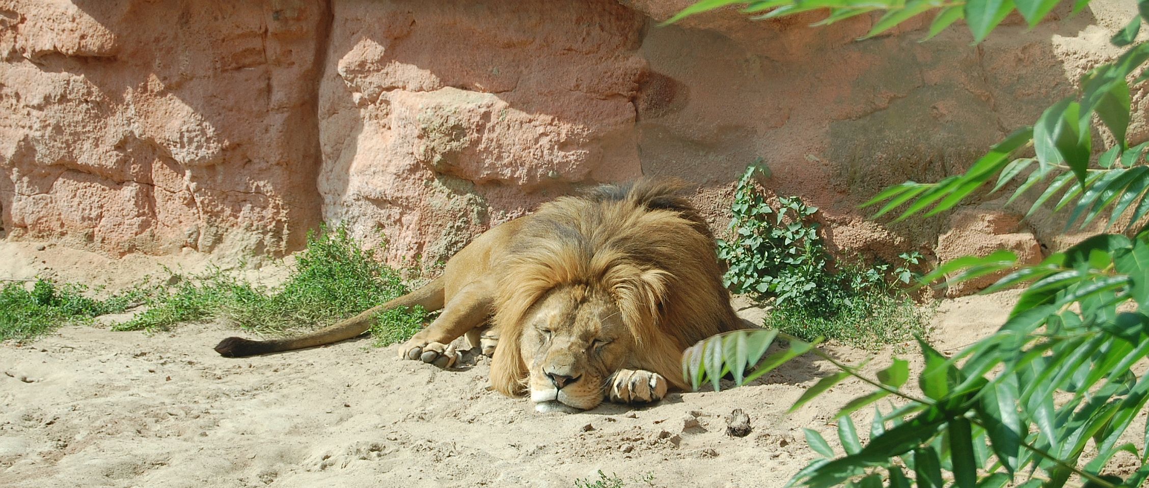 2013 Löwe im Zoo Hannover