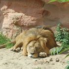 2013 Löwe im Zoo Hannover