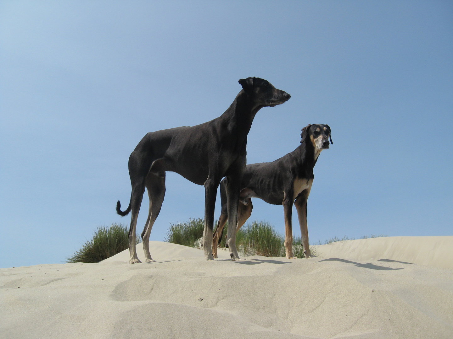 2013 unsere Sloughis in den Dünen von Frankreich