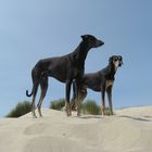 2013 unsere Sloughis in den Dünen von Frankreich