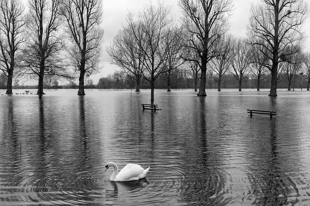 201302 Karlsruhe - Am Rhein Rappenwörth