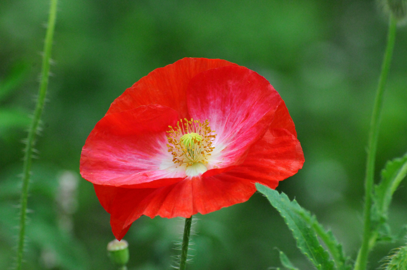 2013_07_13_Mohn_5