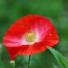 2013_07_13_Mohn_5