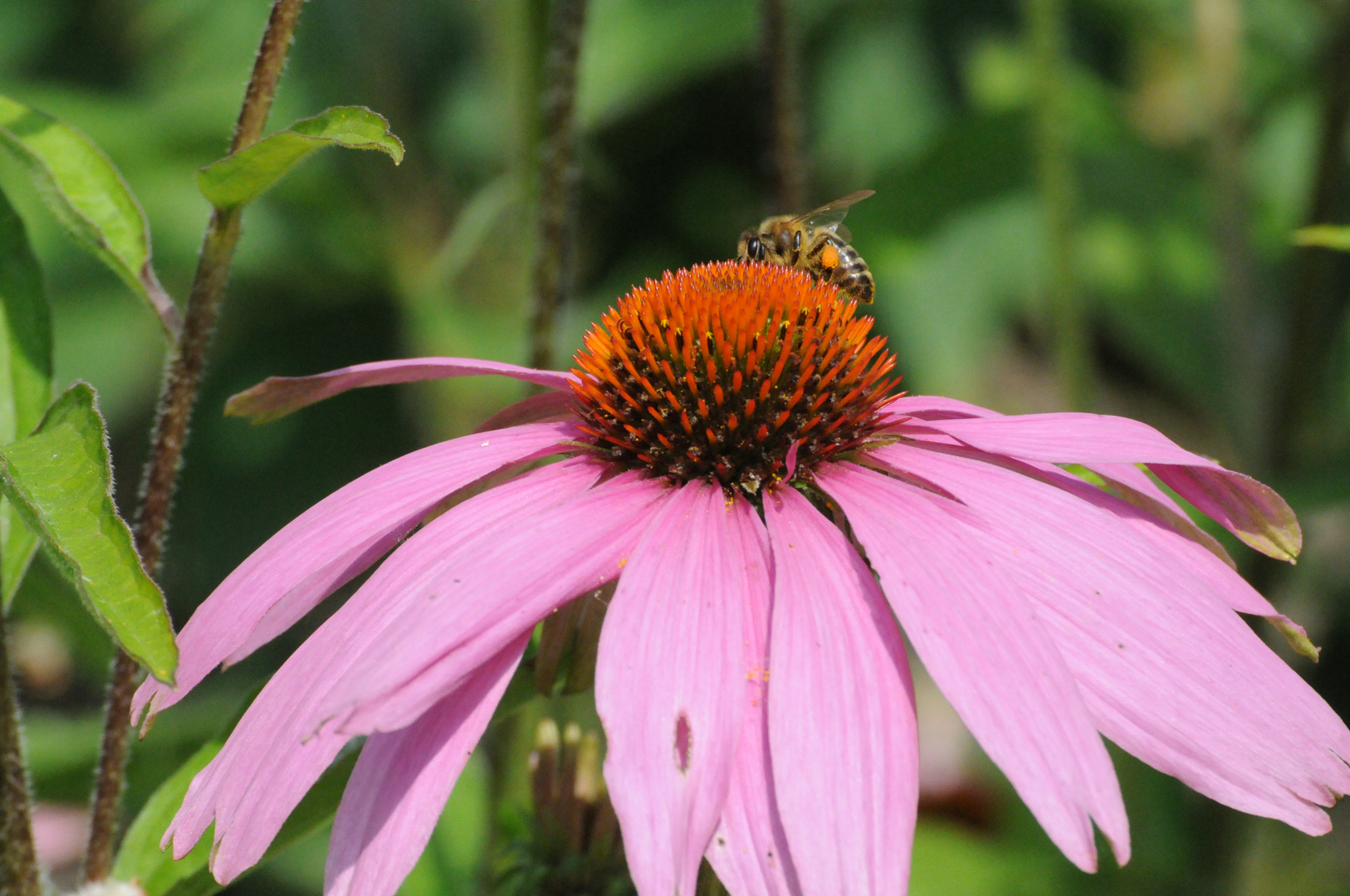 2013_07_16_Echinacea_purpurea_mit_Hummel