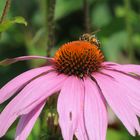 2013_07_16_Echinacea_purpurea_mit_Hummel