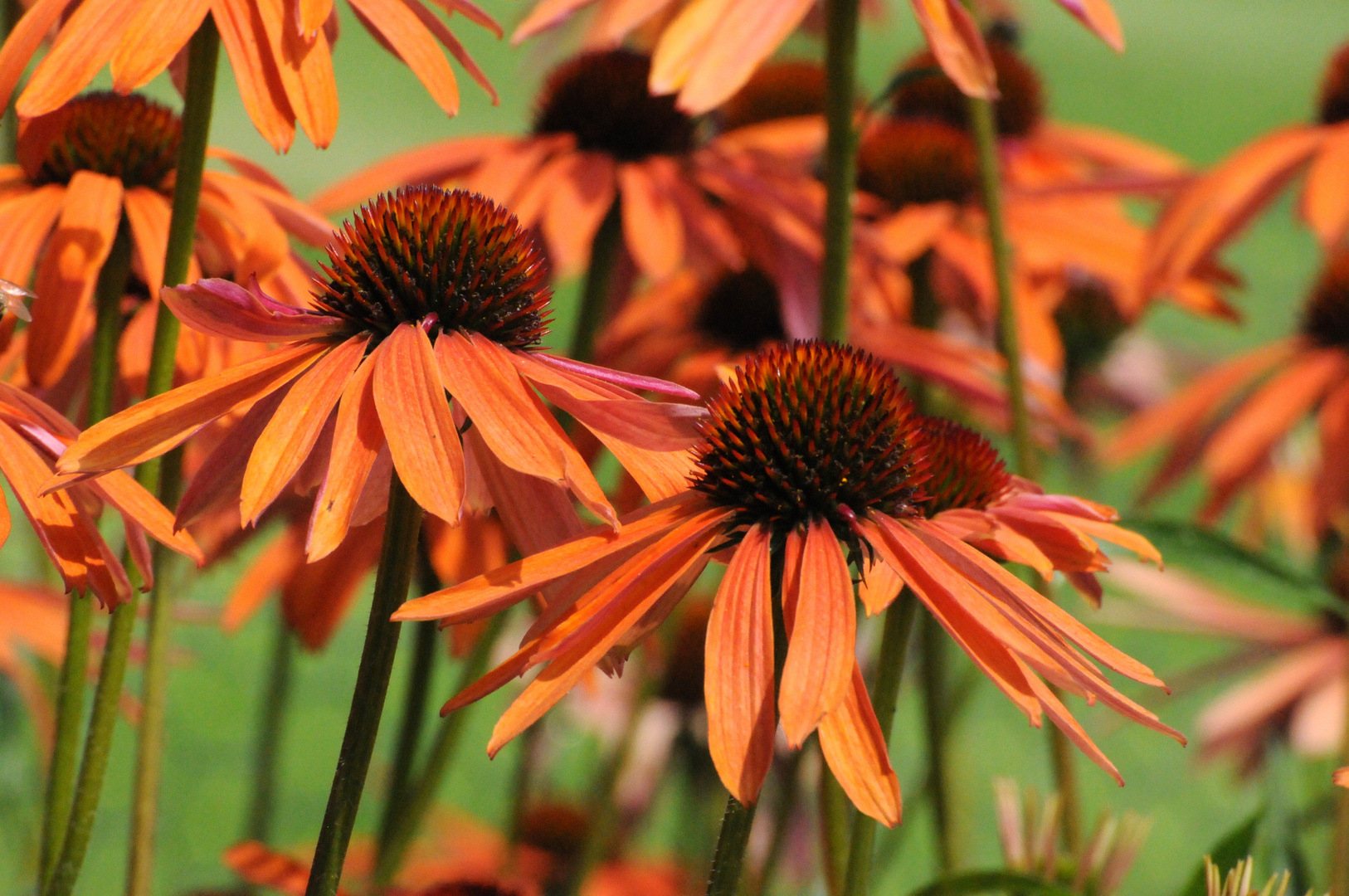 2013_07_16_Orangefarbene_Echinacea