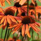 2013_07_16_Orangefarbene_Echinacea