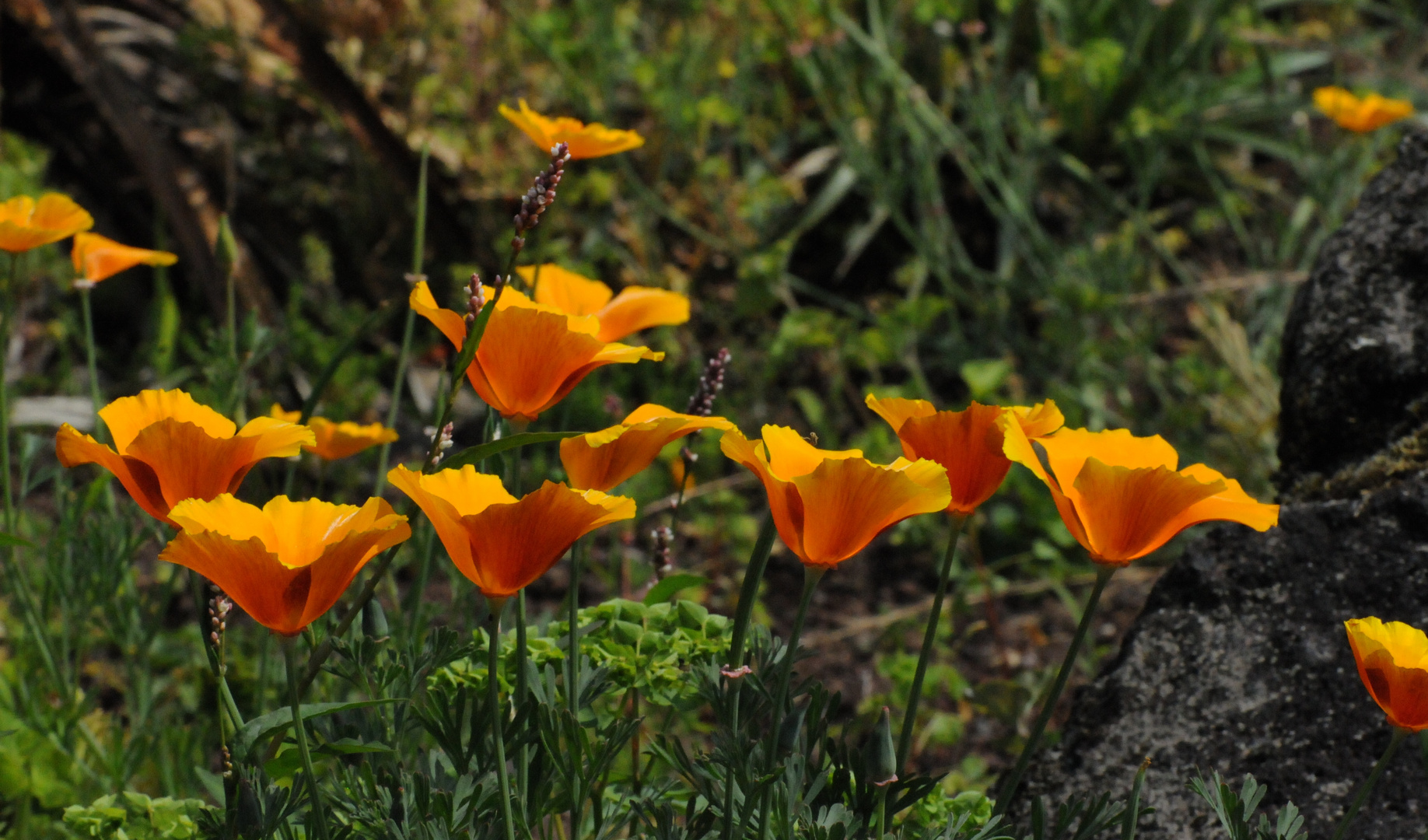 2013_07_16_Orangefarbene_kleine_Blüher