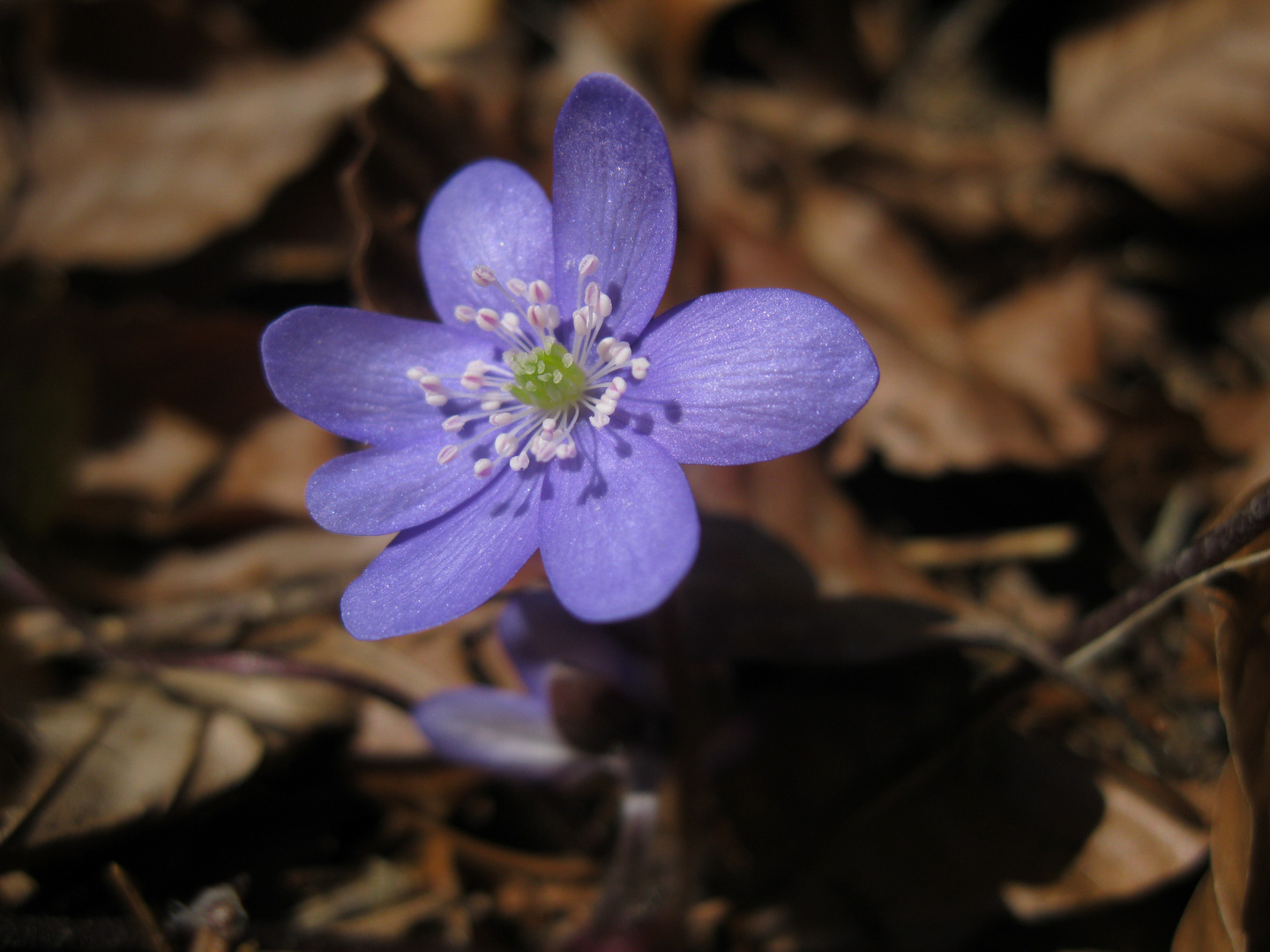 2014 02 07 1123 leberblume