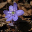 2014 02 07 1123 leberblume